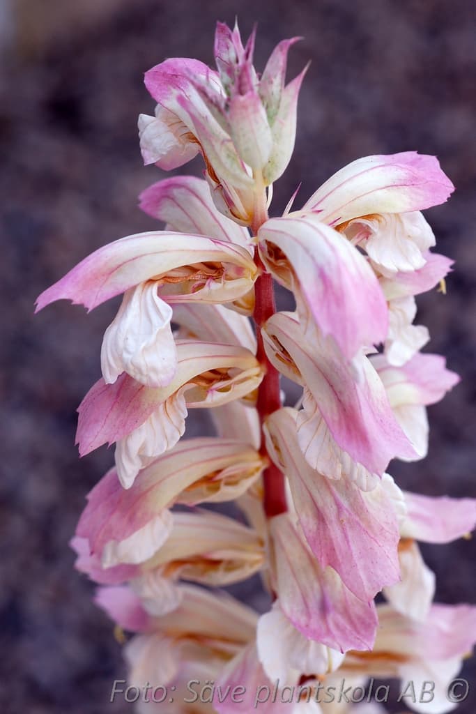 Acanthus balcanicus 'Whitewater'