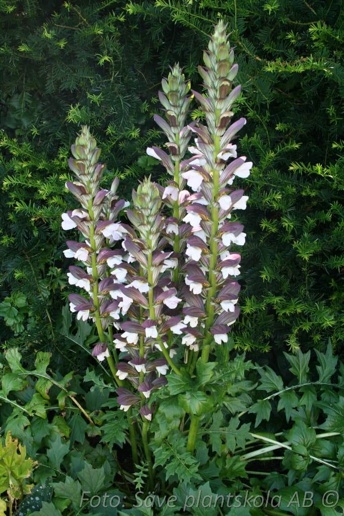 Acanthus balcanicus