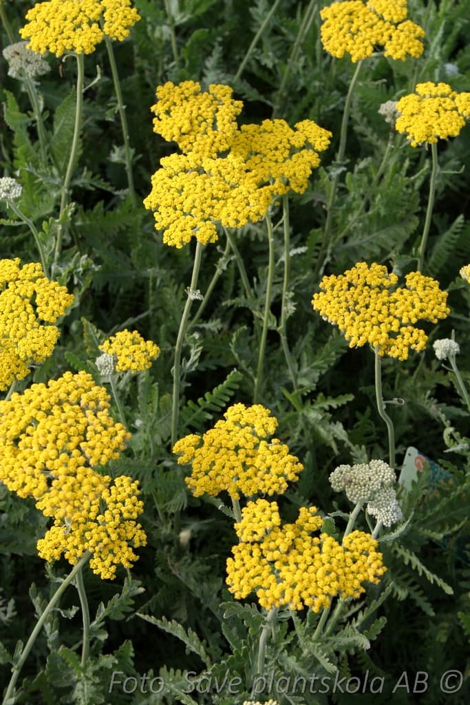 Achillea filipendulina  'Coronation Gold'