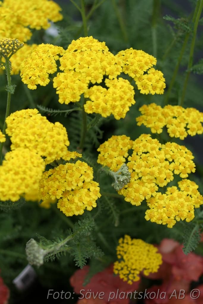 Achillea 'Little Moonshine' (PBR)