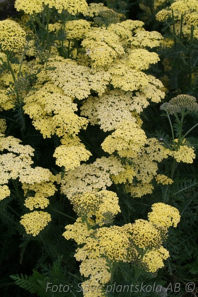 Achillea millefolium  'Credo'