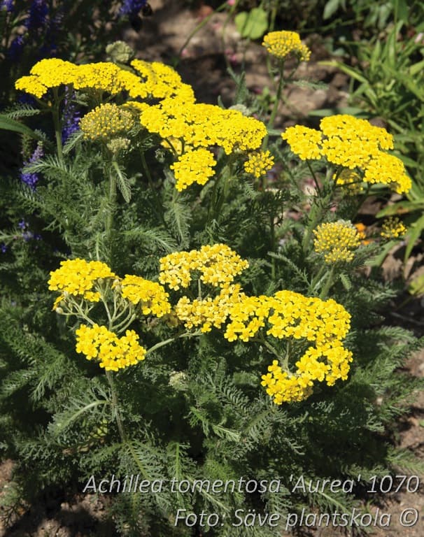 Achillea tomentosa 'Aurea'
