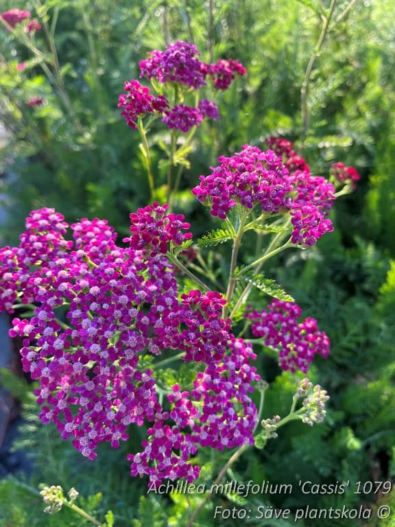 Achillea millefolium  'Cassis'