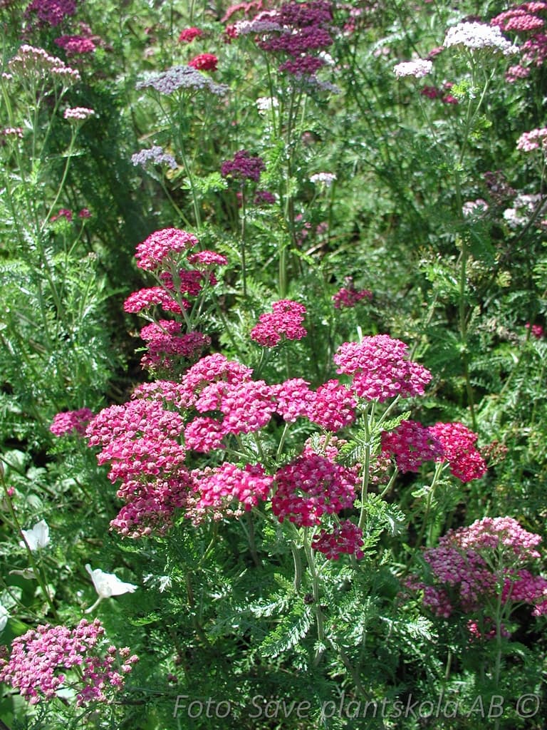 Achillea millefolium  'Cerise Queen'