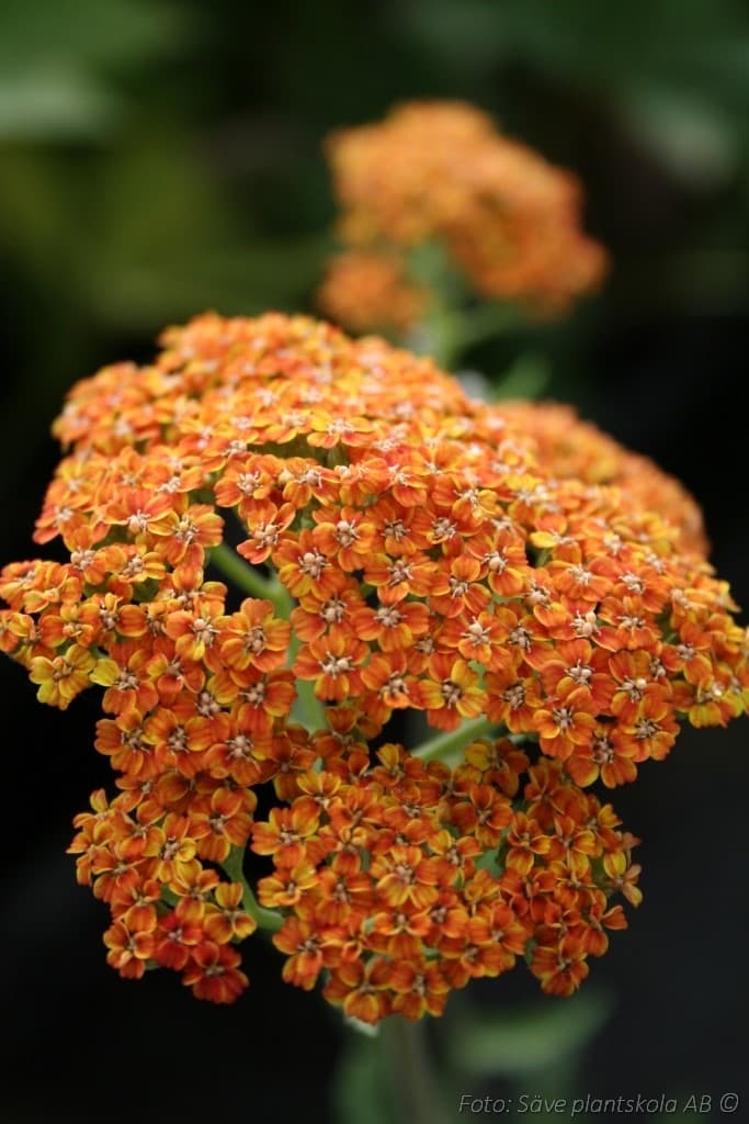 Achillea millefolium  'Terracotta'