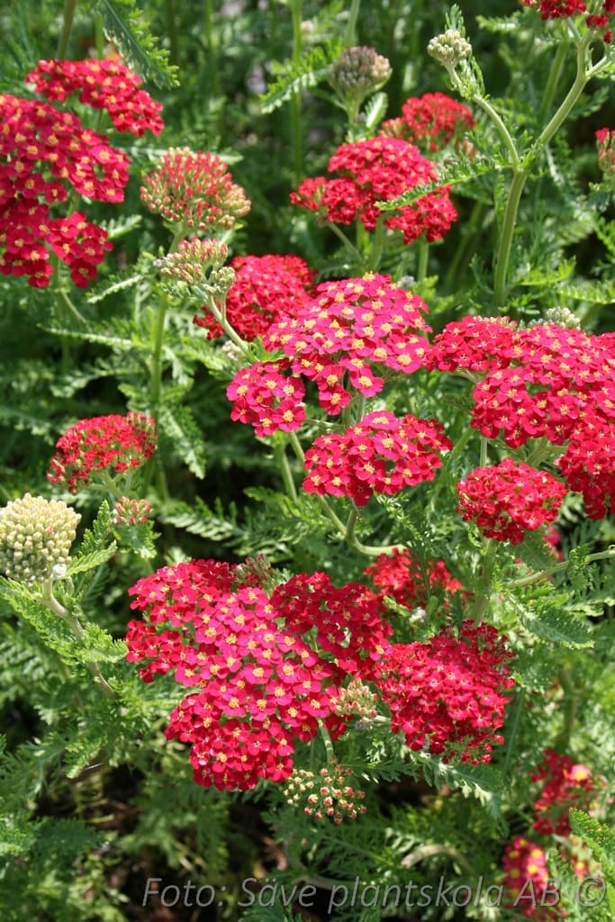Achillea millefolium  'Red Velvet'