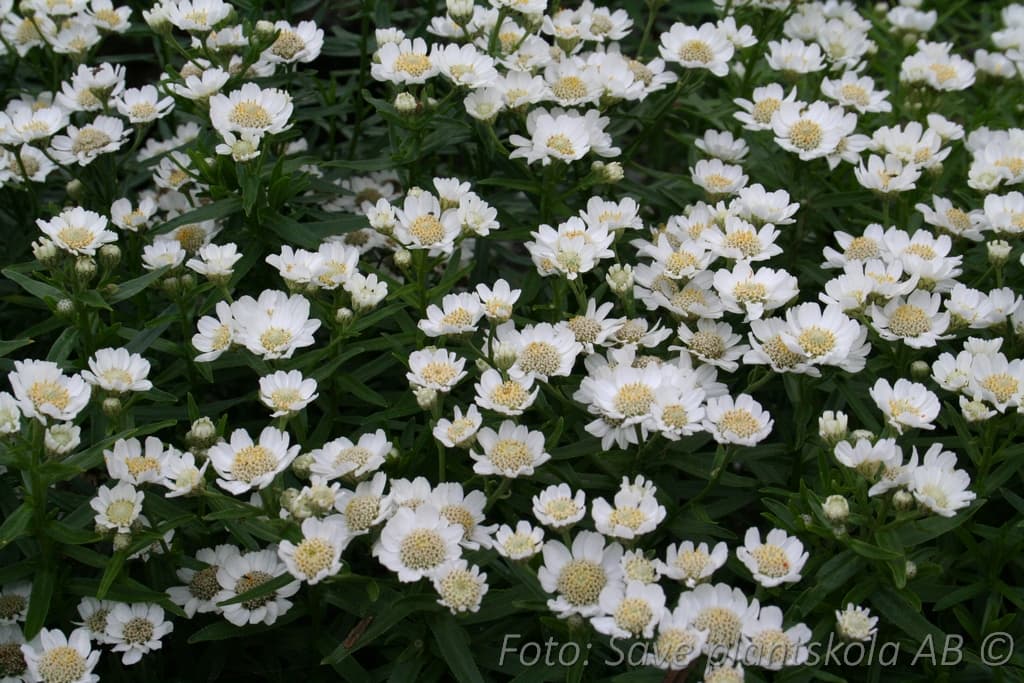 Achillea ptarmica  'Nana Compacta'