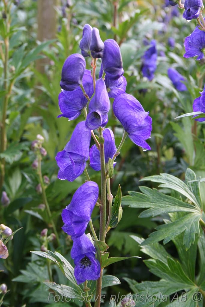 Aconitum carmichaelii  'Arendsii'