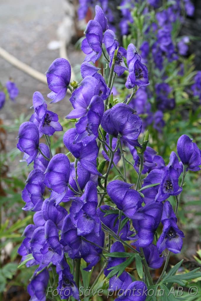 Aconitum napellus