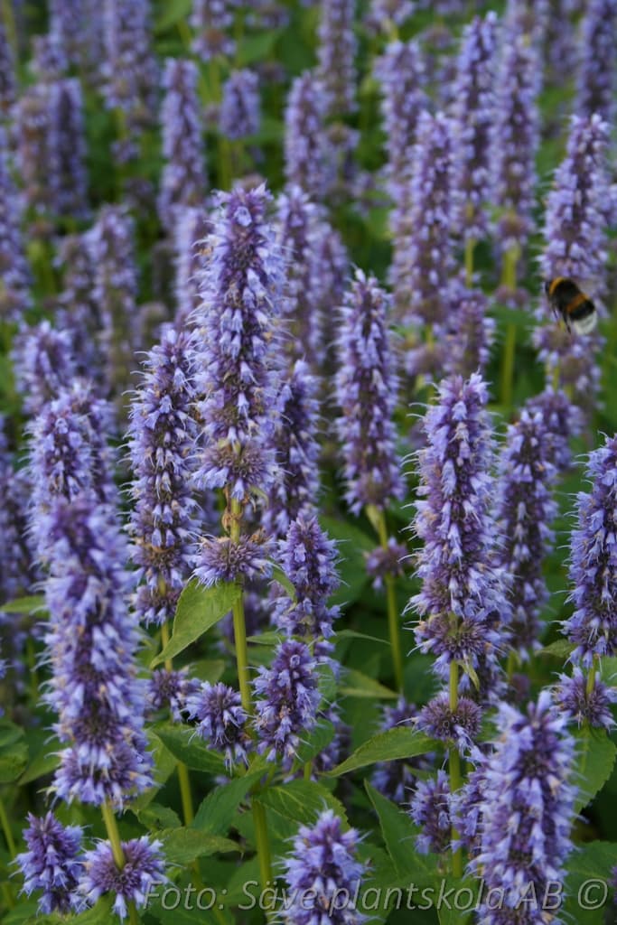 Agastache  'Blue Fortune'