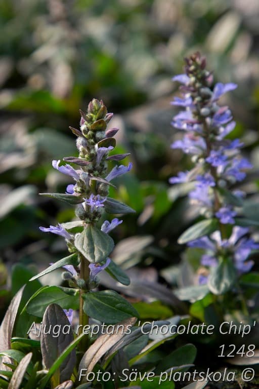 Ajuga reptans  'Chocolate Chip'