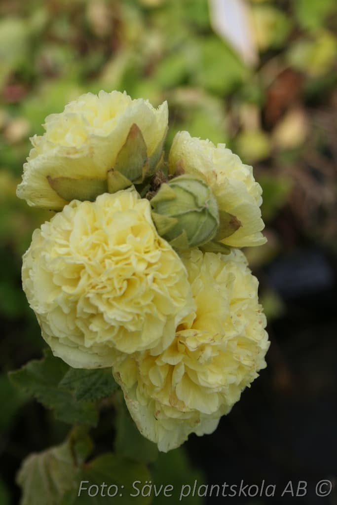 Alcea rosea  'Pleniflora Gul'