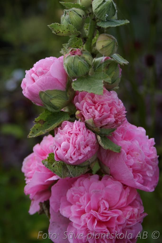 Alcea rosea  'Pleniflora Rosa'