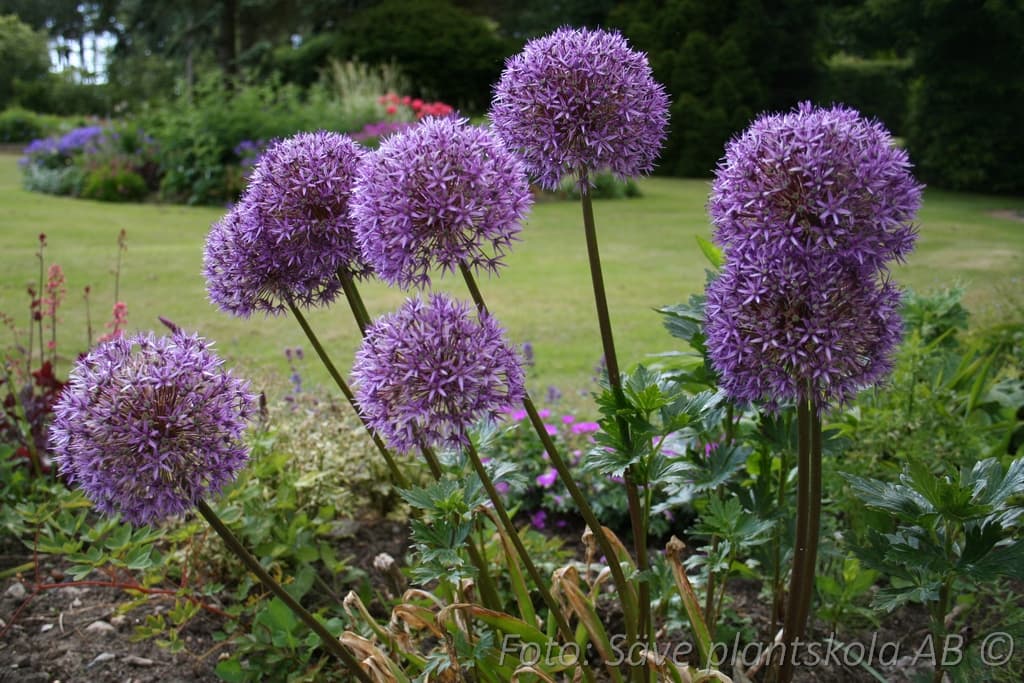 Allium giganteum