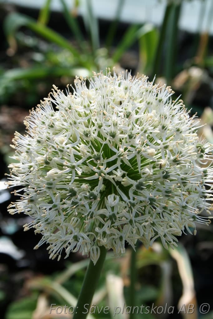 Allium stipitatum 'White Giant'