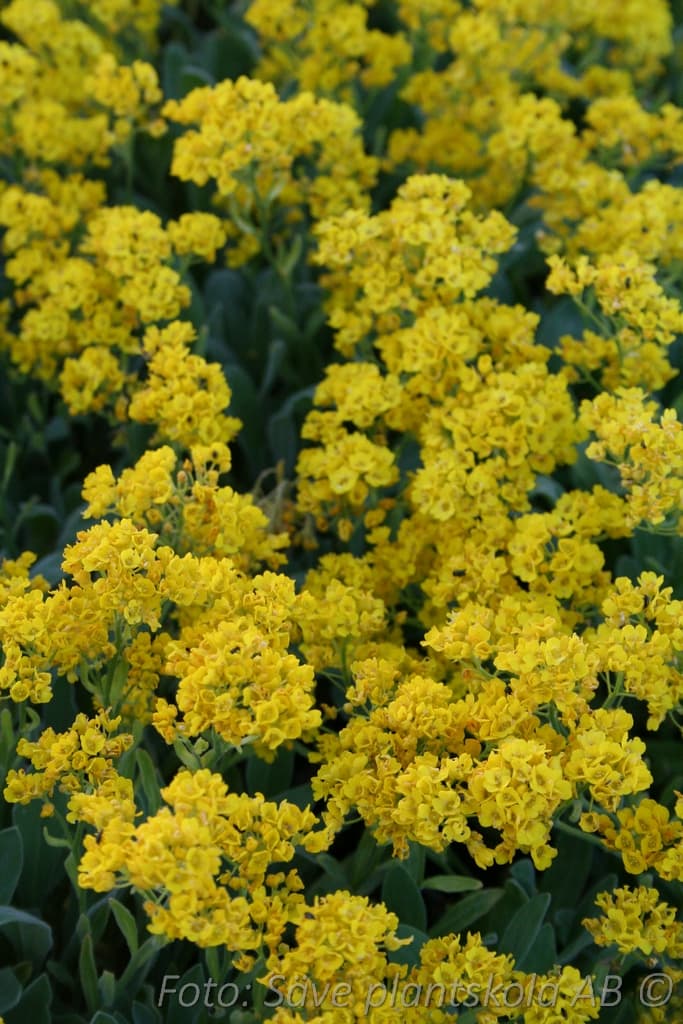 Aurinia saxatilis 'Compactum'