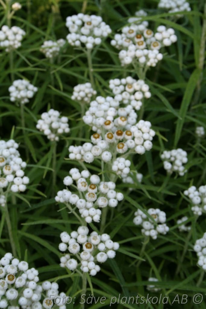 Anaphalis margaritacea