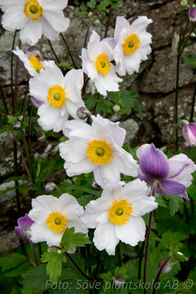 Anemone  'Ruffled Swan' (PBR)