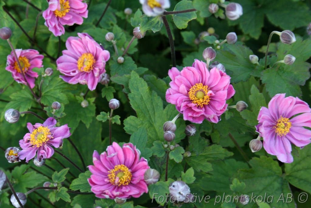 Anemone tomentosa  'Serenade'