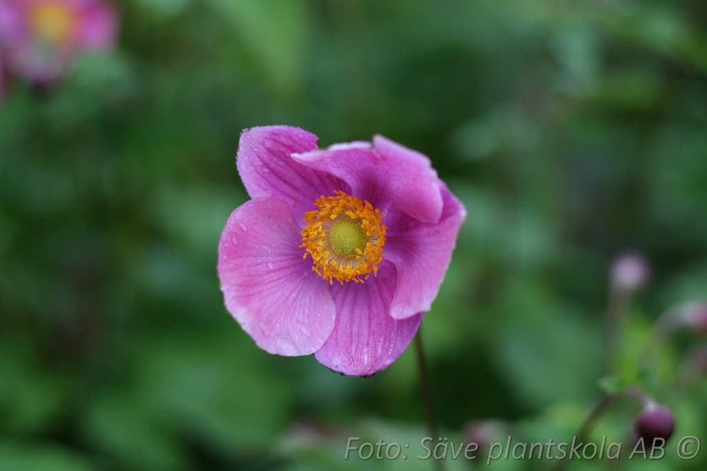 Anemone hybrida  'Splendens'