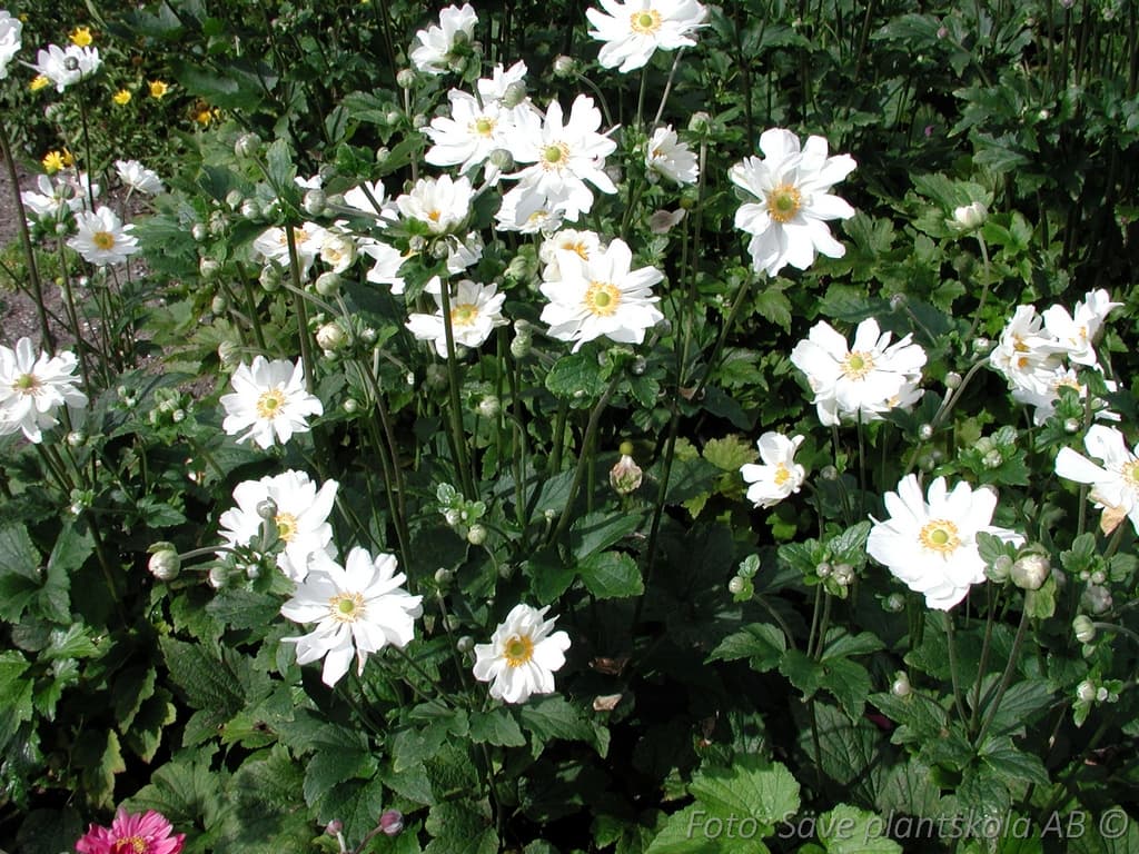 Anemone hybrida  'Whirlwind'