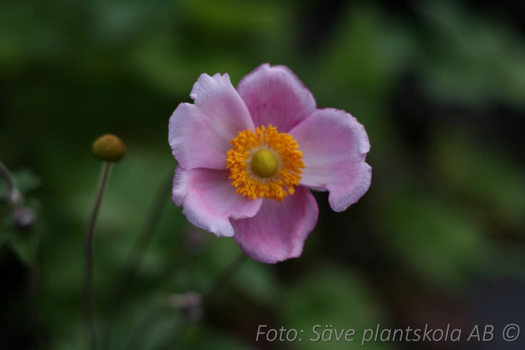 Anemone hybrida  'September Charm'