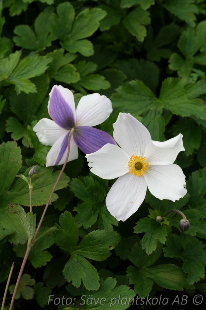 Anemone  'Wild Swan' (PBR)