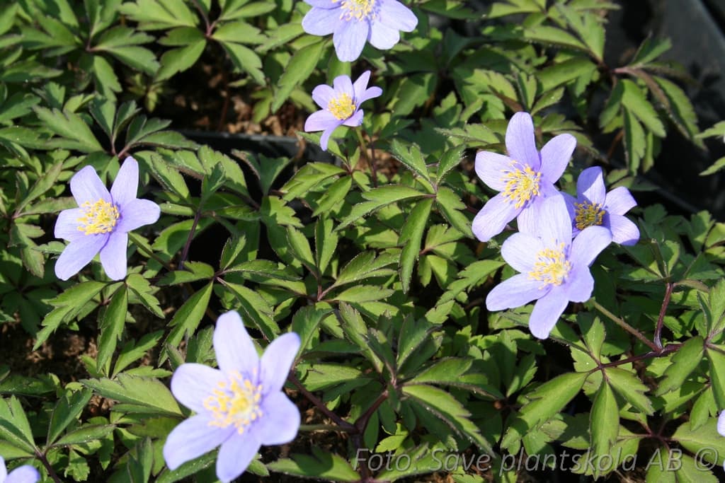 Anemone nemorosa  'Robinsonianum'