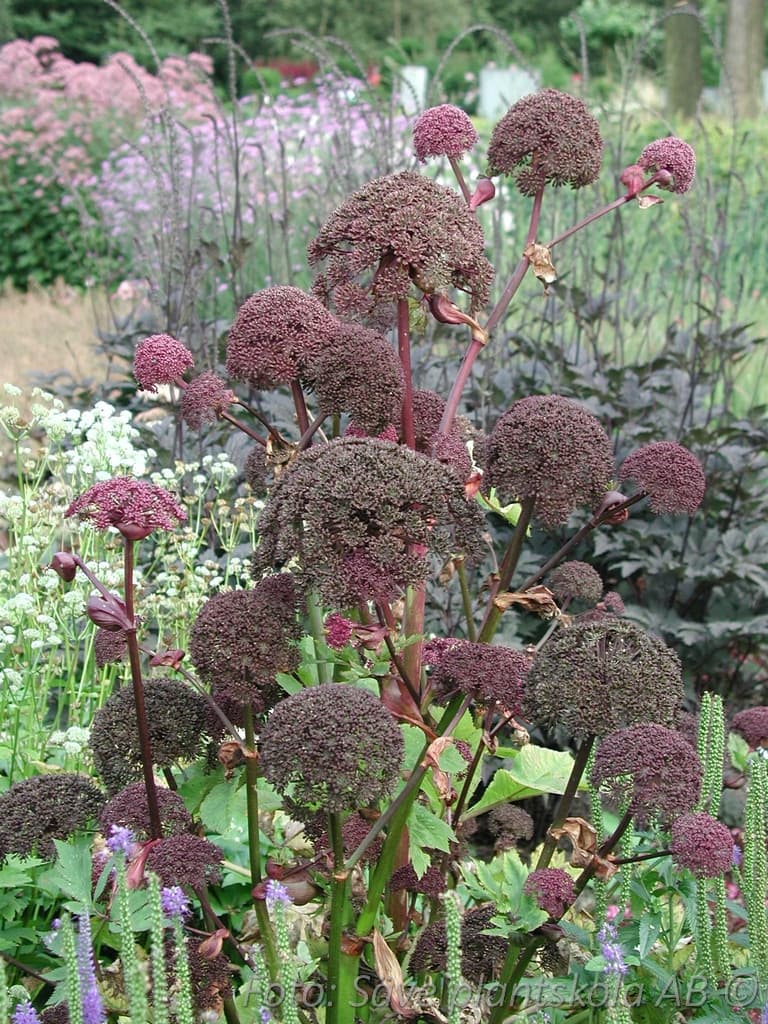 Angelica gigas