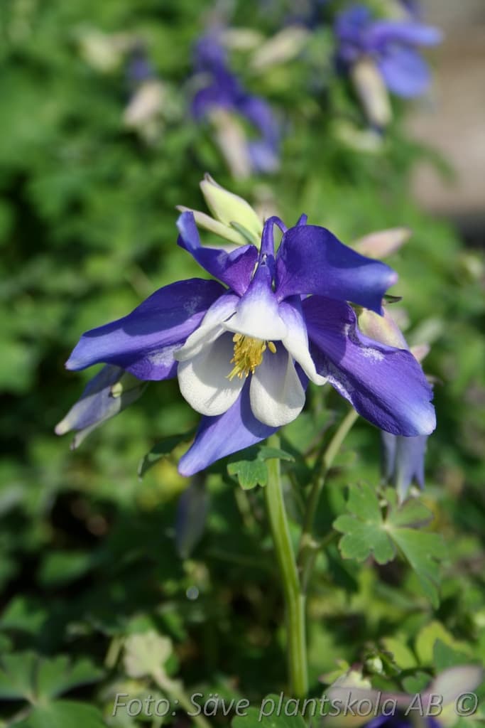 Aquilegia  'Spring Magic Blue'