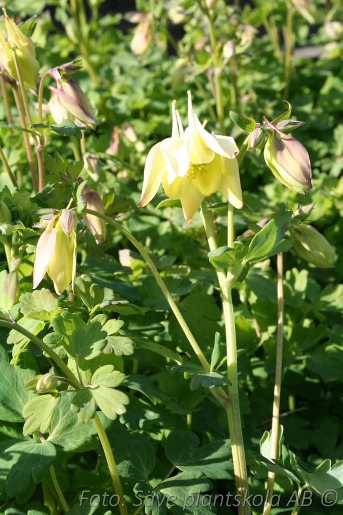 Aquilegia  'Spring Magic Yellow'