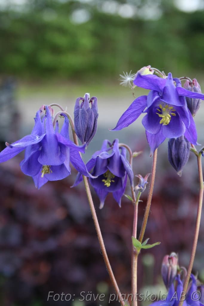 Aquilegia vulgaris