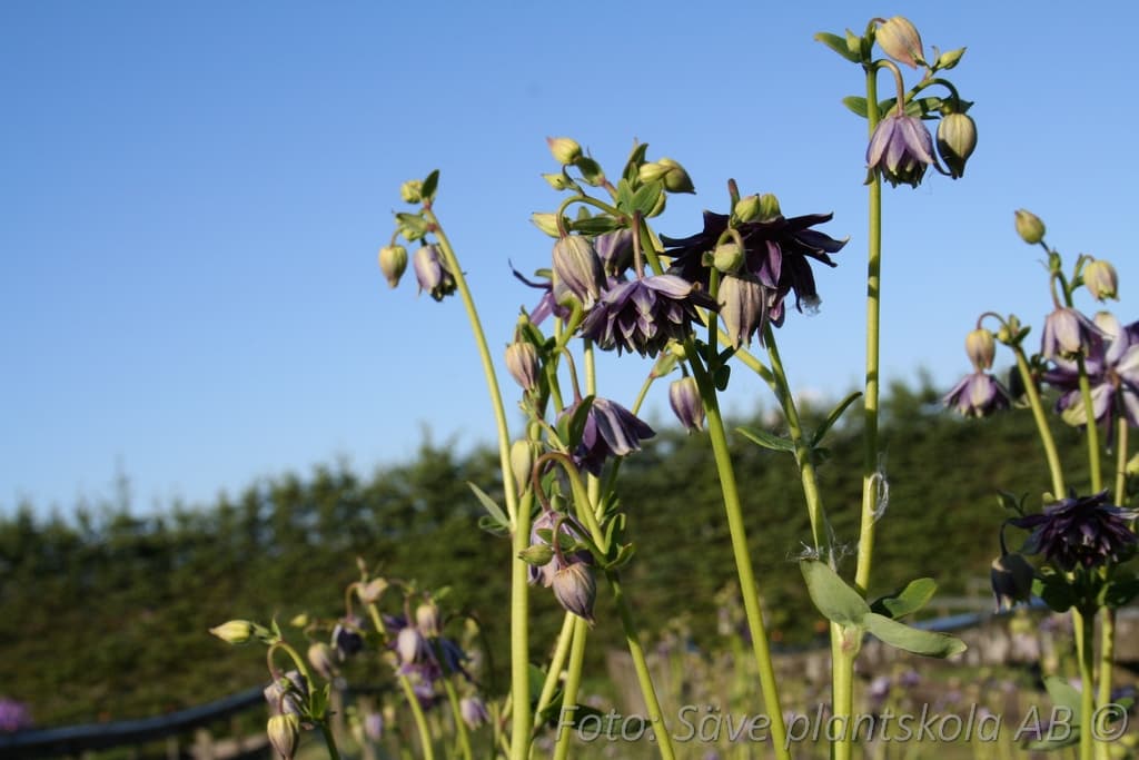 Aquilegia vulgaris stellata  'Christa Barlow'