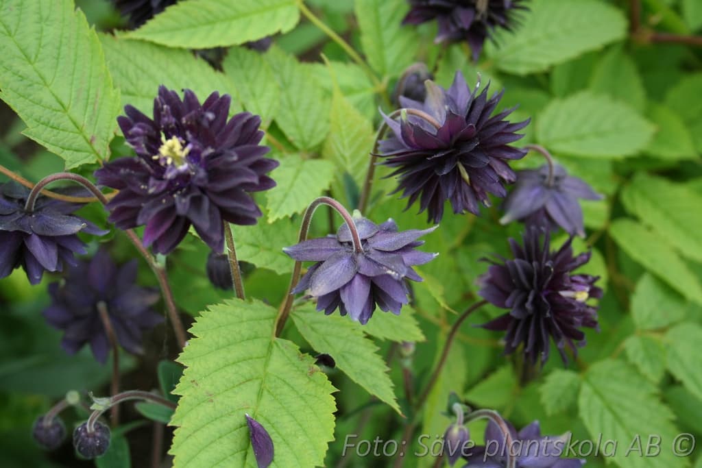 Aquilegia vulgaris stellata  'Black Barlow'