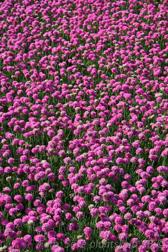 Armeria maritima  'Abbey Rose'