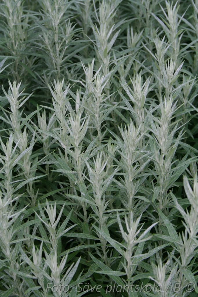 Artemisia ludoviciana  'Silver Queen'