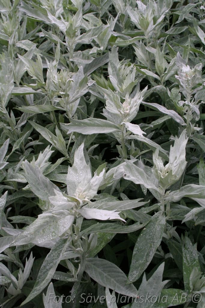 Artemisia ludoviciana  'Valerie Finnis'