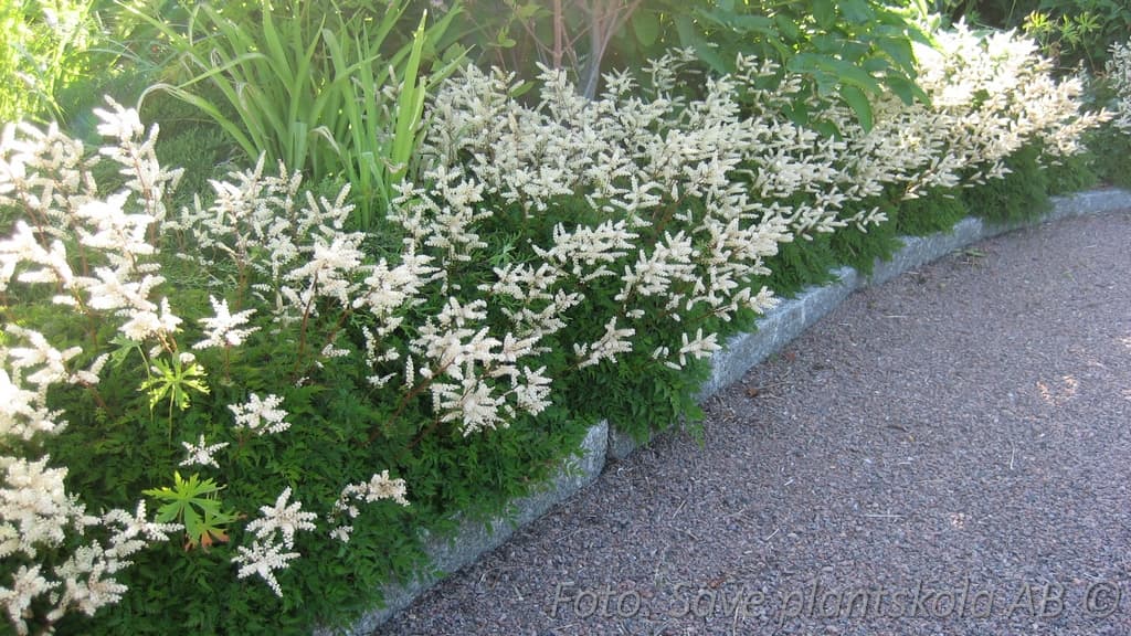 Aruncus aethusifolius