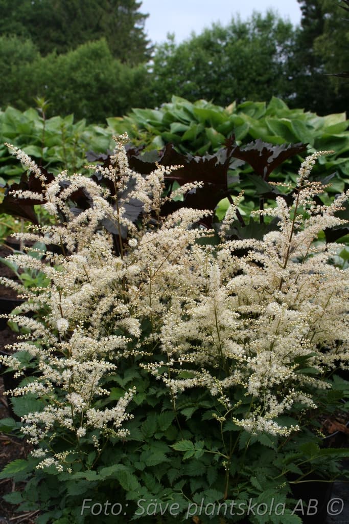 Aruncus 'Misty Lace'