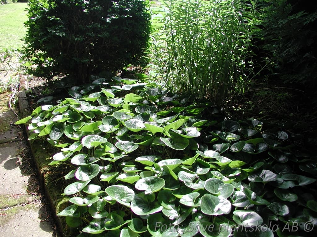 Asarum europaeum