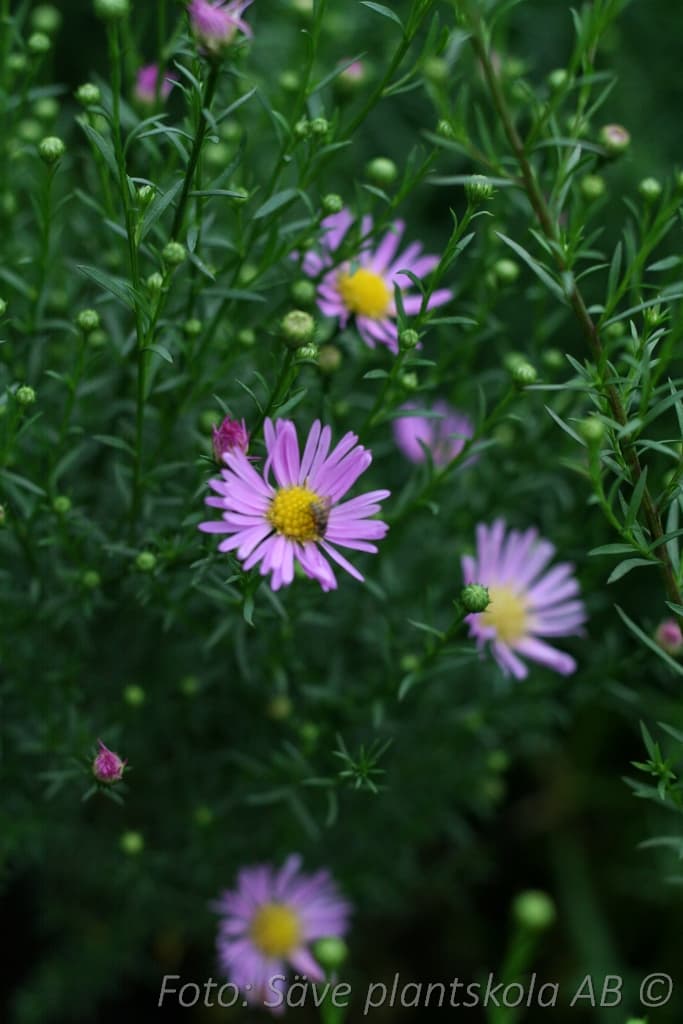 Symphyotrichum 'Pink Star'