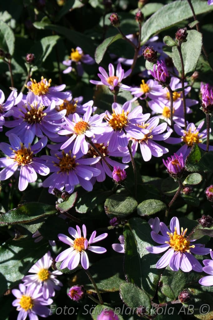 Aster ageratoides 'Harry Smith'
