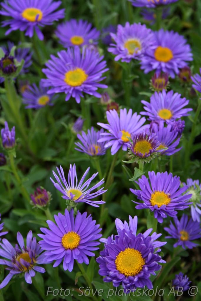 Aster alpinus  'Dunkle Schöne'