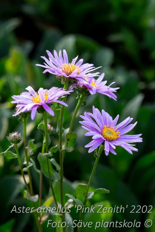 Aster amellus  'Pink Zenith'