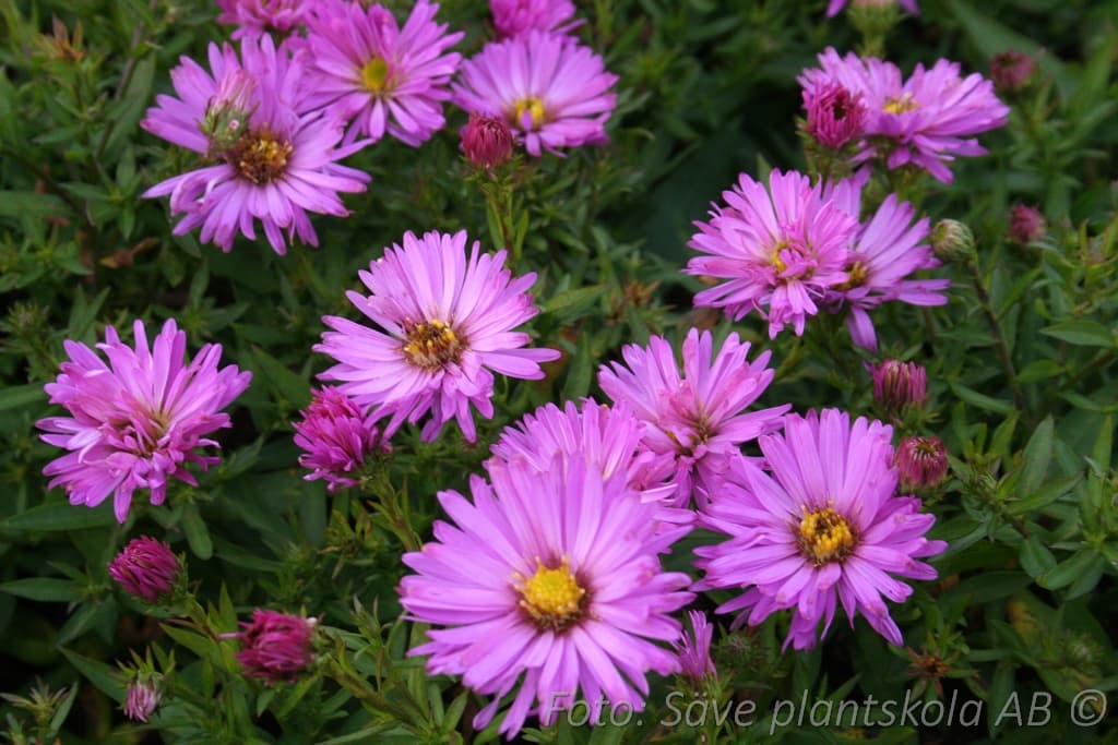 Symphyotrichum dumosum 'Herbstgruss v Bresserhof'
