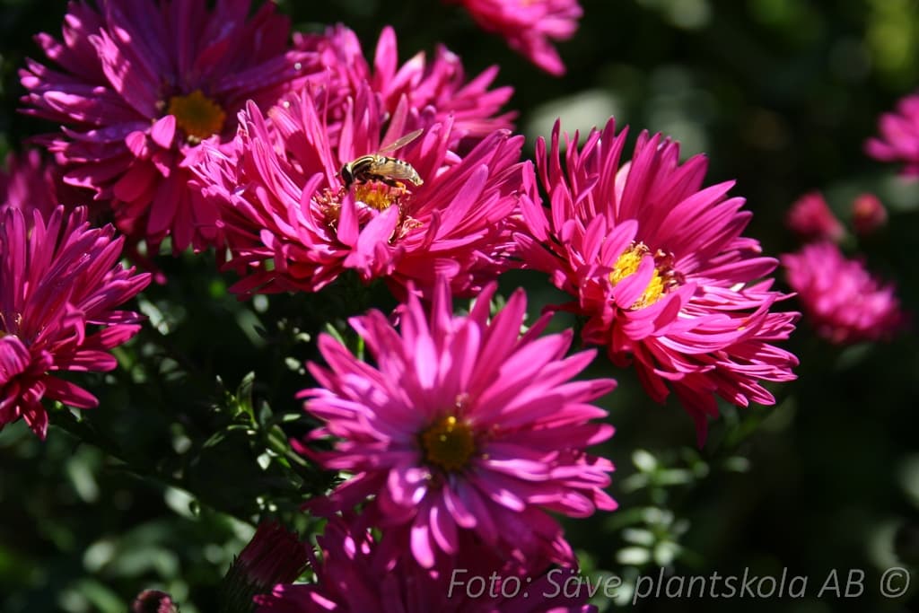 Symphyotrichum novi-belgii 'Neron'