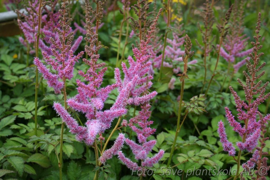 Astilbe chinensis  'Pumila'