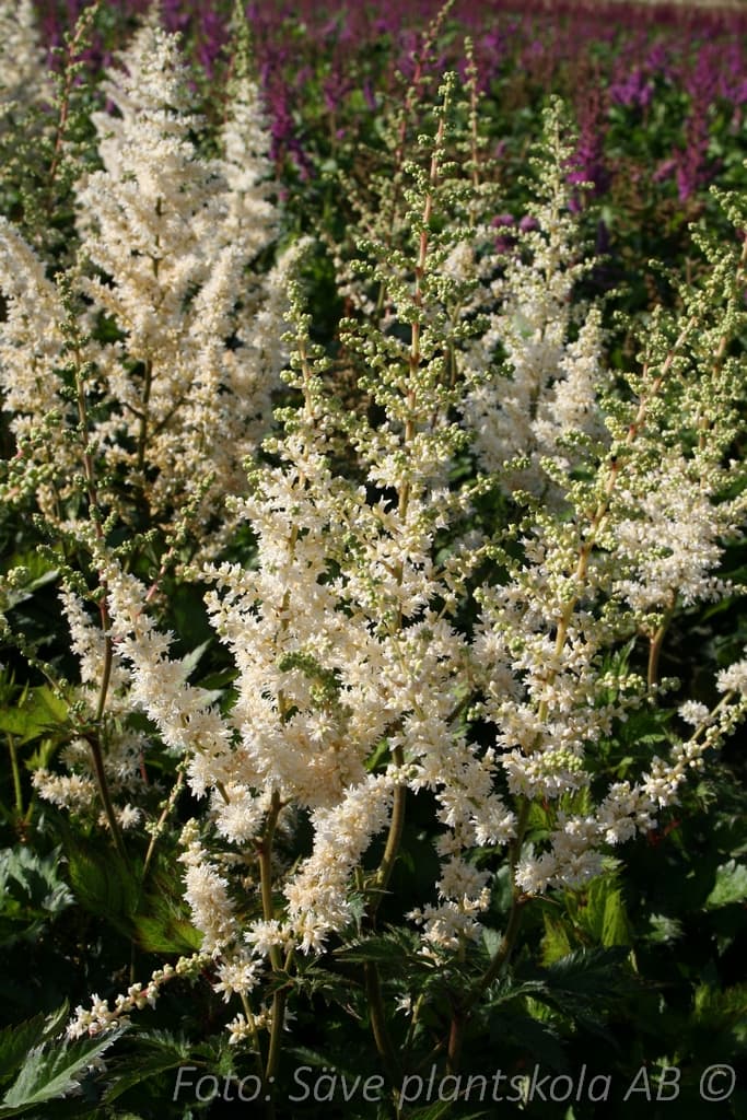 Astilbe chinensis  'Vision in White'