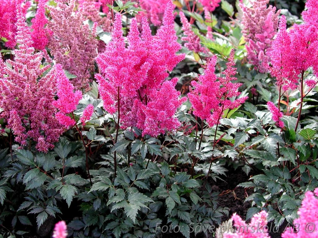 Astilbe japonica  'Elisabeth van Veen'