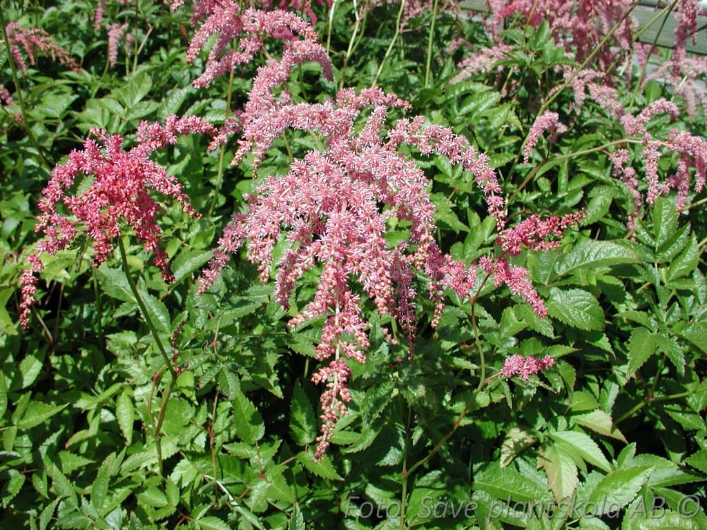 Astilbe thunbergii  'Straussenfeder'